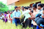 പാരമ്പര്യവഴികളിലെ കൃഷിക്ക് മികച്ച വിളവ്;  ആവേശമായി കൊയ്ത്തുത്സവം 